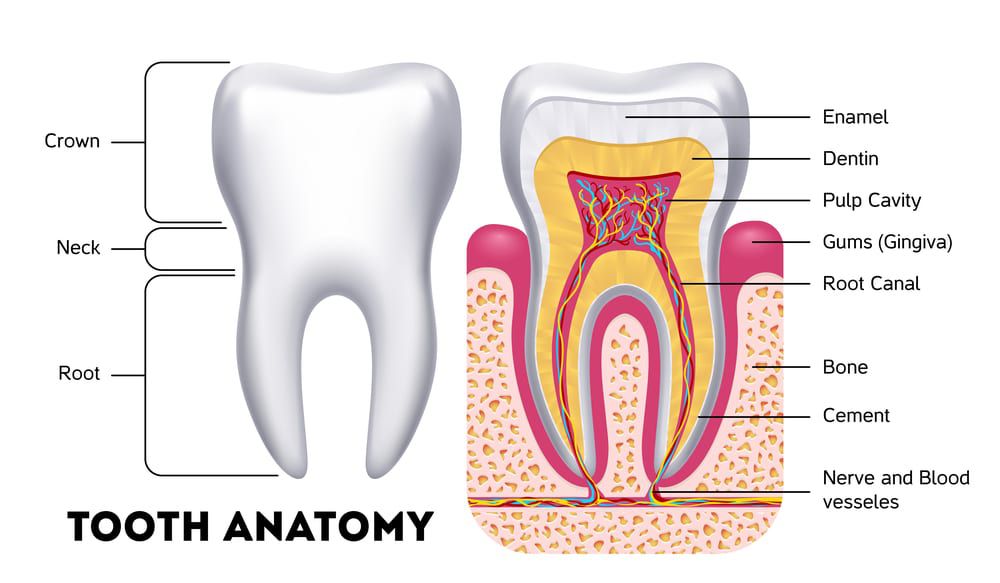 آناتومی دندان به چه صورت است؟