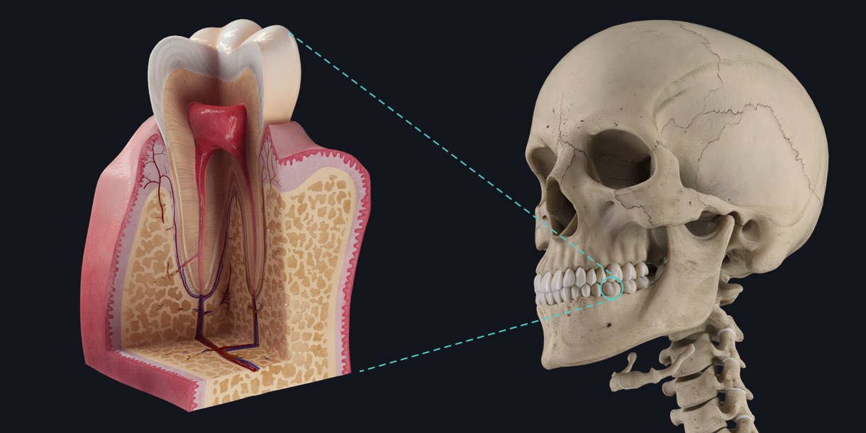 آیا آناتومی دندان شیری و دندان عقل متفاوت است؟